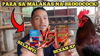 BEXAN XP VS BELAMYL ANO ANG MAGALING PARA SA MGA BREEDERS BROODCOCK NATIN [upl. by Mullins]