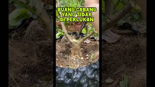 Buang cabang yang tidak di perlukan bonsai bonsaiideas bonsaiart bonsaitree bonsaidesign [upl. by Nikal]