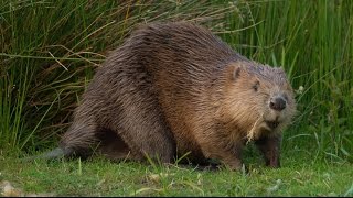 Where to see beavers in the UK  Wild Britain [upl. by Holtorf715]