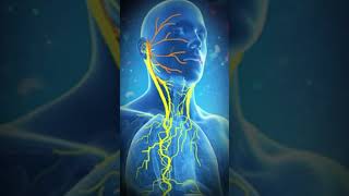 VAGUS NERVE STIMULATION  Parasympathetic Nervous System Healing music 432hz Heart Repair Frequency [upl. by Beattie]