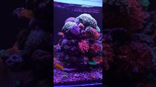 The Amount of Coralline Algae in This Tank is Insane [upl. by Lirrad]