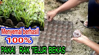 Cara mudah Menyemai dengan rak telur bekas [upl. by Mariette]