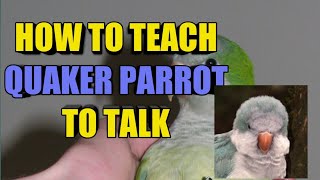 How to teach your Quaker parrot to talk [upl. by Hite293]