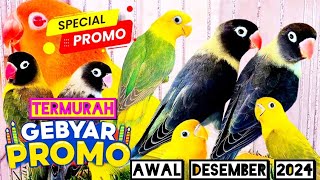 Harga Promo Lovebird Bulan Desember 2024 [upl. by Giverin921]