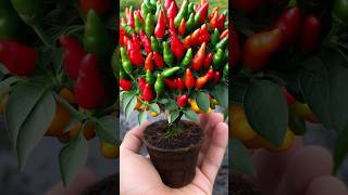 How to growing chilli 🌶️ Get lots of fruit and vegetable fruit shorts survival chilli garden [upl. by Gnouhc292]