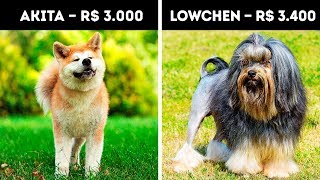 20 Cachorros Que Custam Uma Fortuna [upl. by Ataynek302]