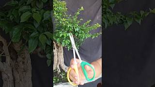 Pruning  wiring Bonsai Gulgum bonsai art bonsaiart Alhamdulillaah [upl. by Acimak237]