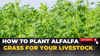 How To Grow Alfalfa Grass For Rabbits Cows sheep and Goats  Growing Lucerne Grass [upl. by Ellegna76]