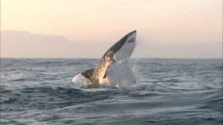 Breaching Great White sharks Seal Island South Africa [upl. by Leuqer]