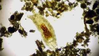 Bärtierchen  Tardigrada  Tardigrade  waterbears  moss piglets microorganisms under microscope HD [upl. by Kopaz]