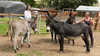 Nailsworth Donkey Sanctuary [upl. by Barcot]