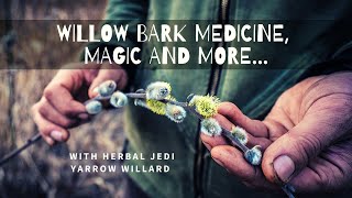 Willow Bark Medicine Magic and More [upl. by Dulcie815]