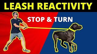 4 keys to leash reactivity  My in person seminar this Saturday [upl. by Alison]