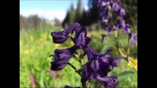 Best hiking trail for wildflowers in Colorado American Lakes and Snow Lake [upl. by Hesketh]