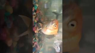 NEW SHORT fish viralshort trending highlights youtubeshort [upl. by Skipton]