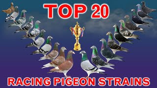 Top 20 Best Racing Pigeon Strains in the World  Popular Racing Pigeon Bloodlines [upl. by Aveer]