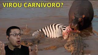 Hipopótamo se junta a crocodilos para devorar zebra [upl. by Ainat]