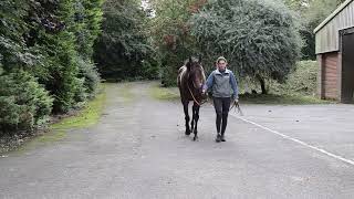 WILDCARD Cadogan Gardens IRE  HORSE IN TRAINING  No Nay Never USA ex Gale Song GB [upl. by Airahcaz]