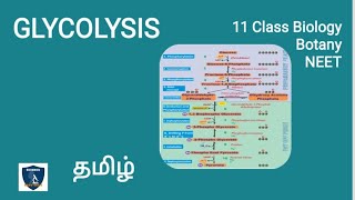 Glycolysis in Tamil  Respiration  Botany I Class 11  NEET  TNSCERT [upl. by Llerral]