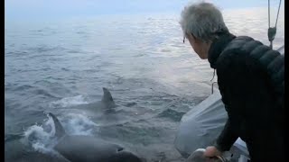 Des Orques attaquent un catamaran au large de la Corogne [upl. by Adlay108]