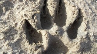 THYLACINE SIGHTING IN SOUTH AUSTRALIA 2016 [upl. by Brookes]