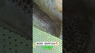 LEOPARDGECKO anschauen🔥😍  BOSS REPTILE✅ [upl. by Anairam]