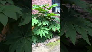 Tetrapanax Papyrifer  The Majestic Rice Paper Plant [upl. by Nahtahoj]