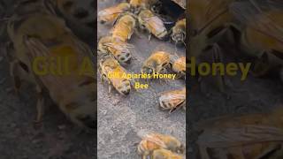 Gill Apiaries Honey Bee beekeeper honey insect beepollen honeybee pollinator agriculture [upl. by Ylluz]