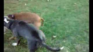 red nose pit bull playing at the dog park [upl. by Rephotsirhc88]