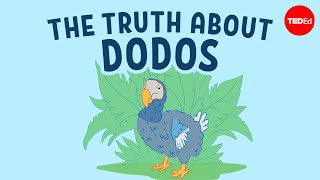 The real reason dodo birds went extinct  Leon Claessens [upl. by Natye408]