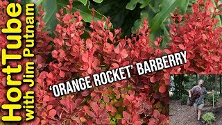 Planting Orange Rocket Barberries🍊🚀 [upl. by Auqinom]