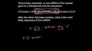 How to find an intron in DNA sequence [upl. by Adnaval]