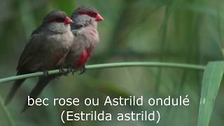 bec rose ou Astrild ondulé Estrilda astrild [upl. by Weinreb]