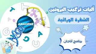 وحدة تركيب البروتين الشفرة الوراثية  طريقة استعمال برنامج أناجان anagene [upl. by Lukin]