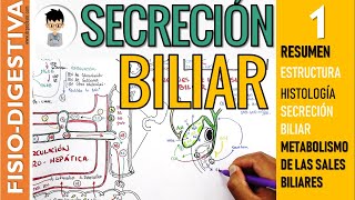 FISIOLOGIA DE LA SECRECIÓN BILIAR formación de las SALES BILIARES RESUMEN estructura BILIS  1 [upl. by Sessylu]