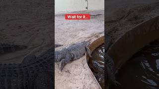 Alligator Bites Alligator What Went Wrong😱🐊shorts alligator [upl. by Browne]