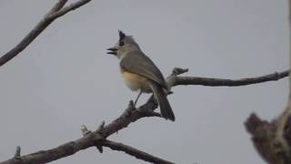 Blackcrested Titmouse vocalizing Laguna Atascosa NWR [upl. by Aguie]