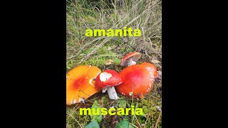 amanita muscaria full version [upl. by Isolt815]