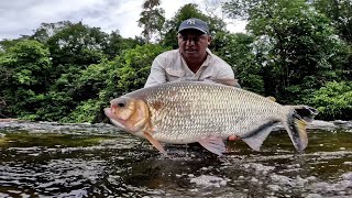 PESCARIA COMEÃ‡OU COM TRAIRÃƒO NA VARA DE BAMBU E DEPOIS SÃ“ MATRINXÃƒ GIGANTE [upl. by Marcella]