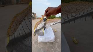 eagle bird toy unboxing amptasting shorts [upl. by Rika]