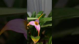 Masdevallia Hybrid orchid orquídea masdevallia [upl. by Melamed90]