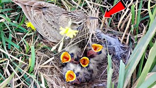 Careless skylark putting grass bush in babies throat instead of worms BirdPlusNature [upl. by Lacombe]