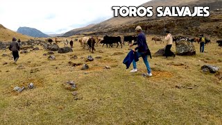 RODEANDO TOROS BRAVOS en las punas mas LEJANAS del Perú viven salvajes en las montañas [upl. by Arhna]