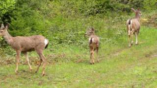 Family of Deer walking around [upl. by Eniahs]