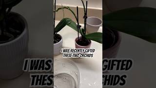 Ensuring these beautiful orchids last plants repotting beginnerfriendly houseplants [upl. by Keyes]