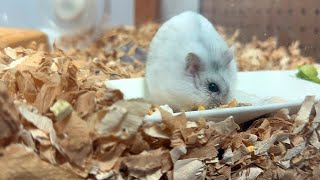 【ハムスター】食事に没頭するジャンガリアンハムスター【4K】Djungarian hamster engrossed in eating [upl. by Meneau]