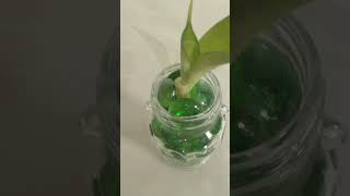 Sansevieria Plant Decoration And Propogation 🌱 shorts ytshorts youtubeshorts fypシ゚viral plants [upl. by Terchie413]