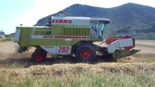 Combine Harvester Claas Mega 202 in action july 2013 2a [upl. by Nylarej]