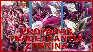 Como propagar tradescantia zebrina [upl. by Aerdnaid14]