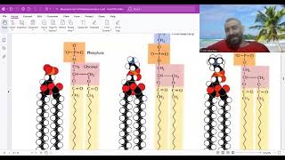 phospholipids  glycolipids and cholesterol [upl. by Obeded7]